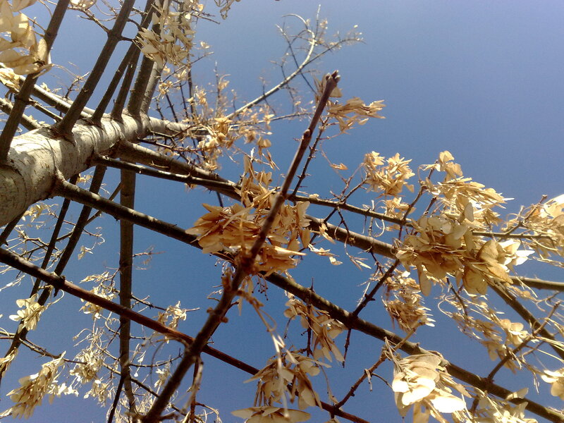 Dried Seed Pods on Tree