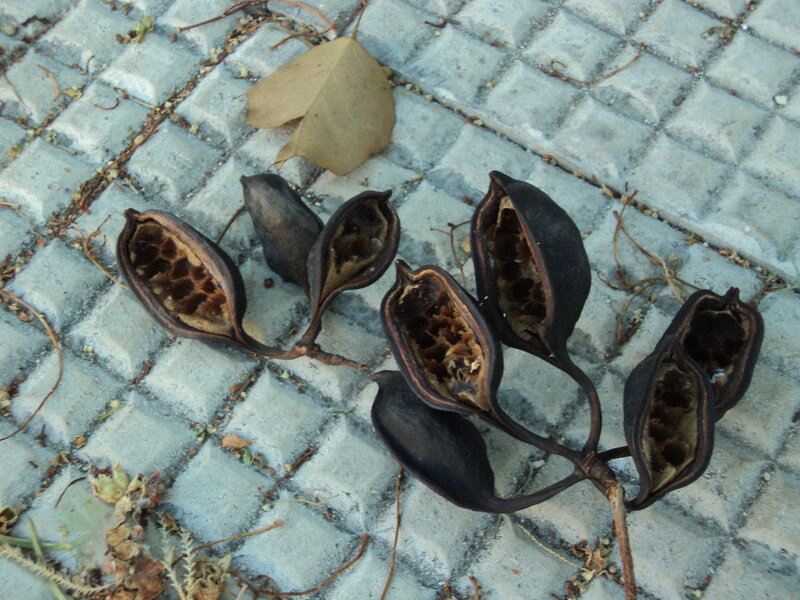 Dried Seed Pods