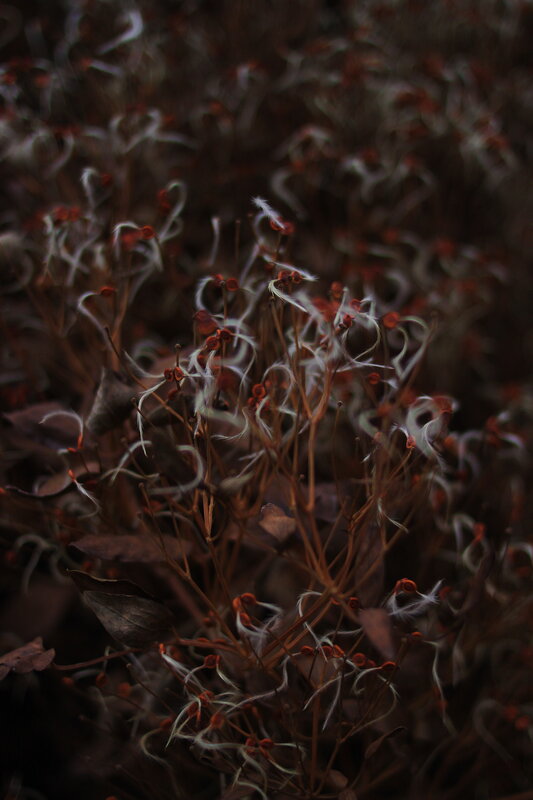 Dried Seed Pods with Feathery Pappus