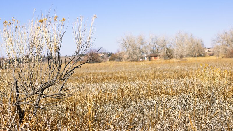 Dried Shrub in Field