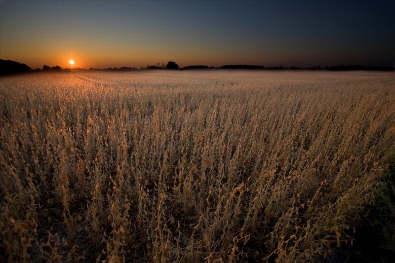 Dried Soybean Field