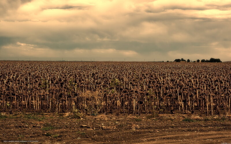 Dried sunflower field under cloudy sky
