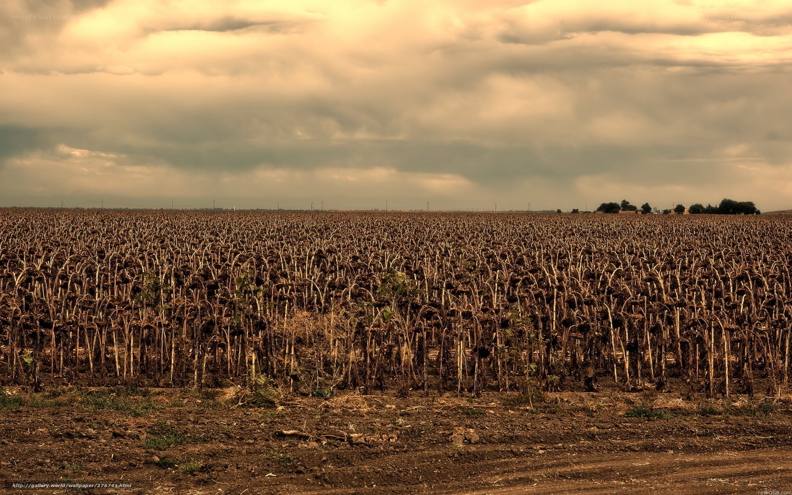 Dried sunflower field under cloudy sky
