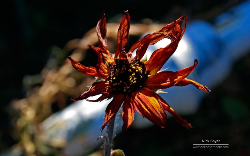 Dried Sunflower Flower