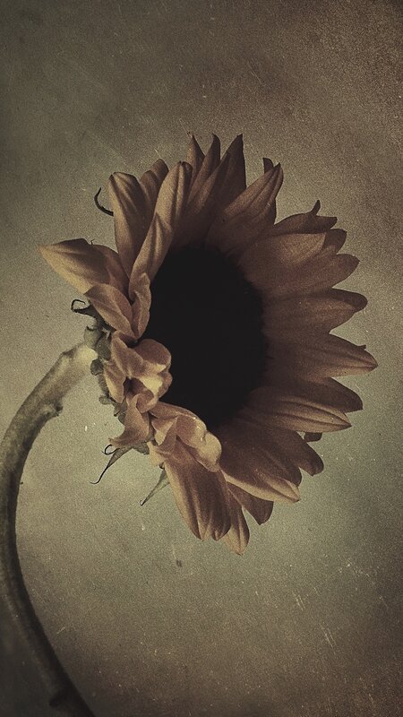 Dried Sunflower Head — Brown, Somber