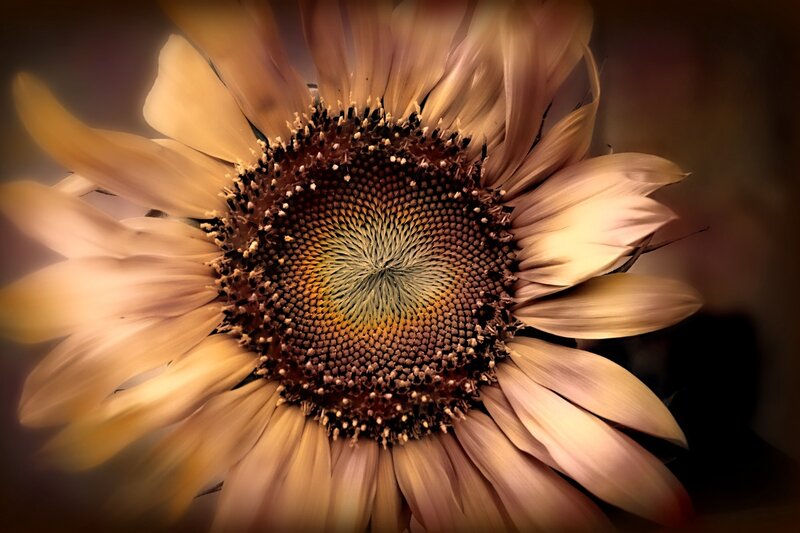 Dried Sunflower Head — Brown