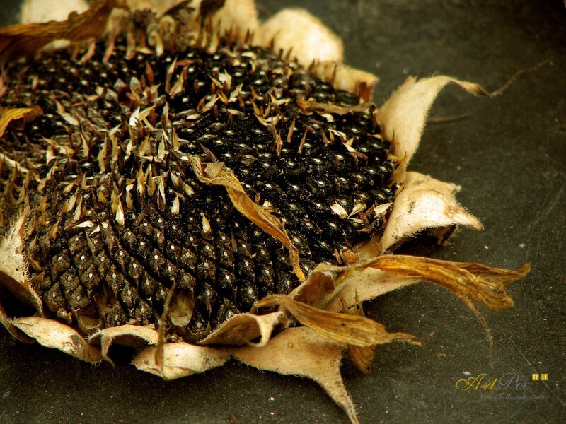Dried sunflower head close-up