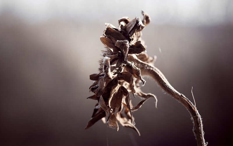 dried sunflower head