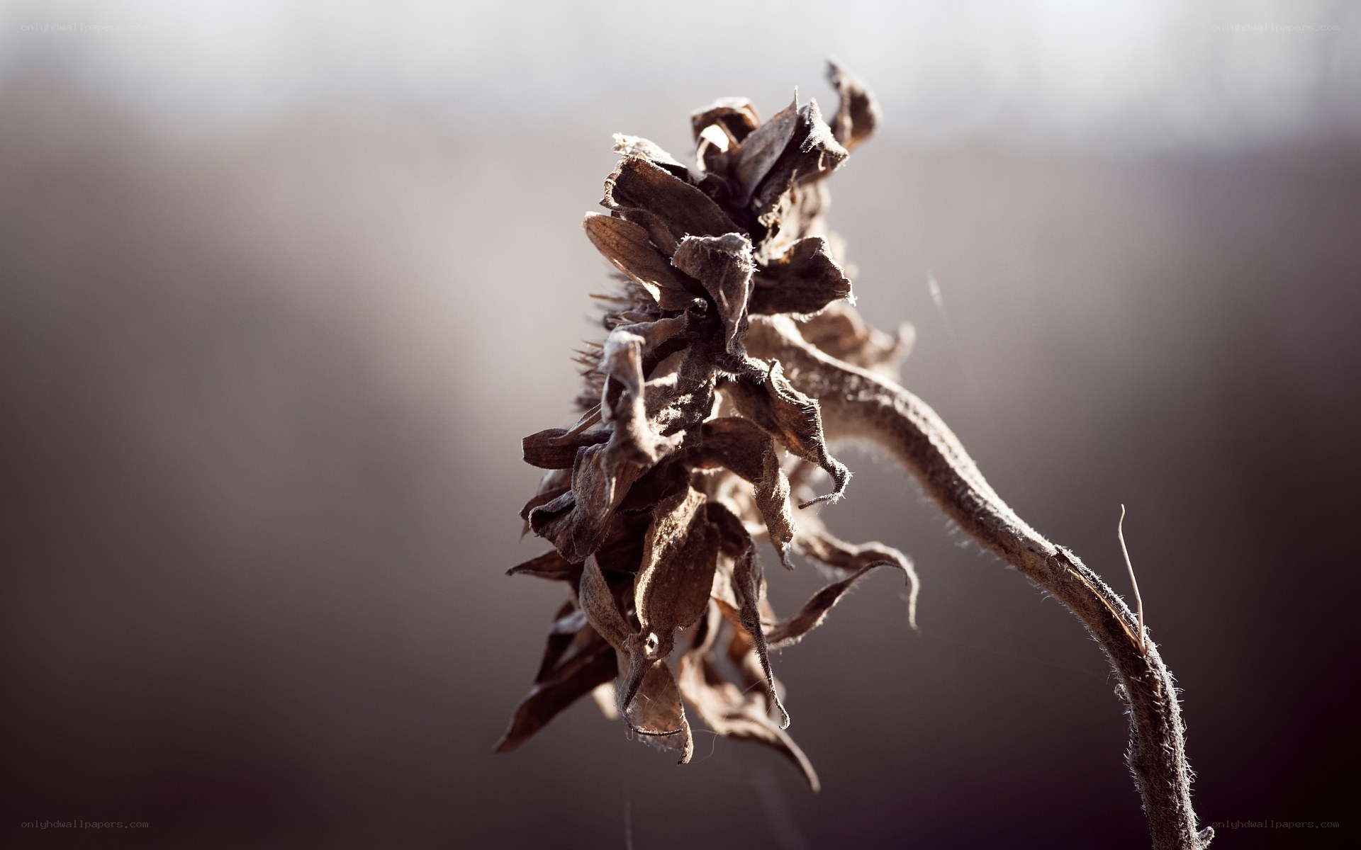 dried sunflower head