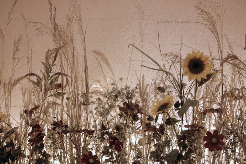 Dried Sunflowers and Grass