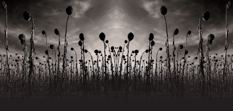 Dried Sunflowers in Field