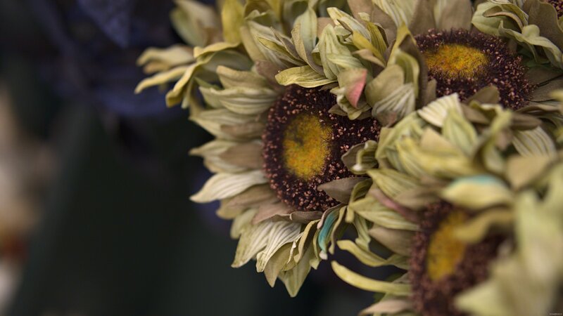 Dried Sunflowers