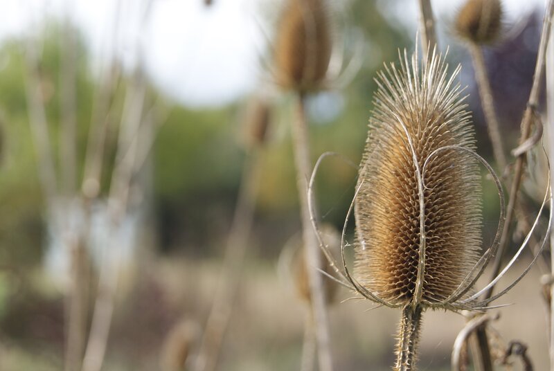 Dried Teasel Plant