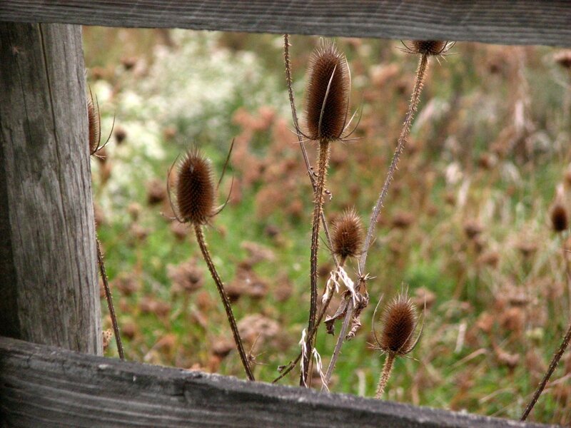 Dried Teasel Plants