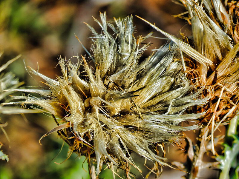 Dried Thistle Flower — Brown, Natural