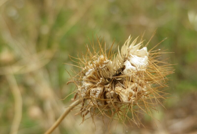 Dried Thistle Flower — Brown