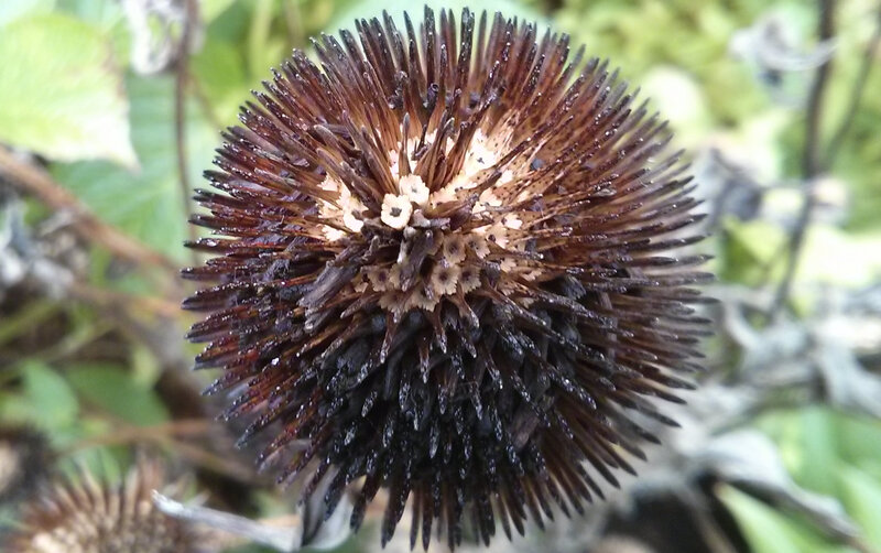 Dried Thistle Flower Head — Brown, Natural