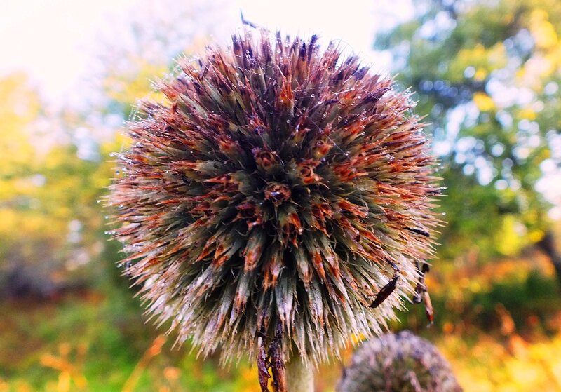 Dried Thistle Flower Head — Brown