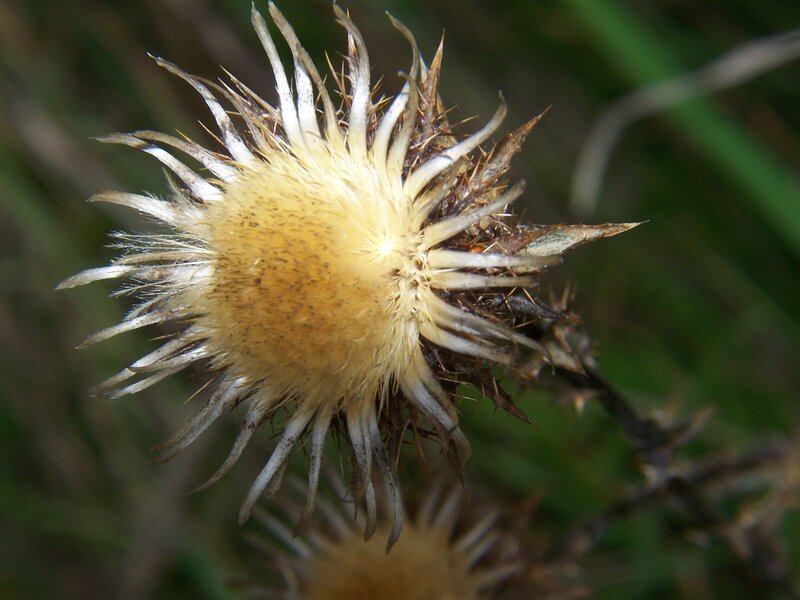 dried thistle flower head