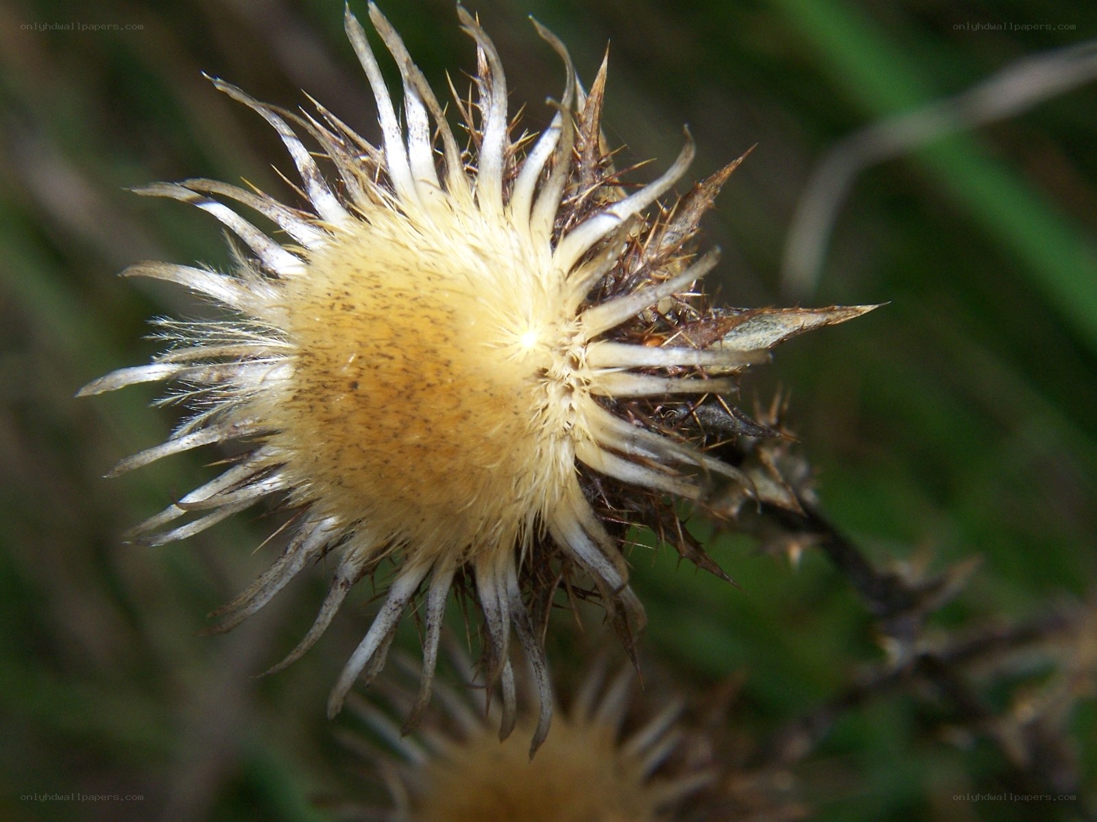dried thistle flower head