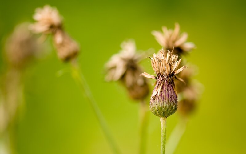 Dried Thistle Flower