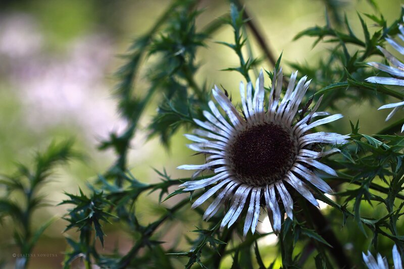 Dried Thistle Flower — White