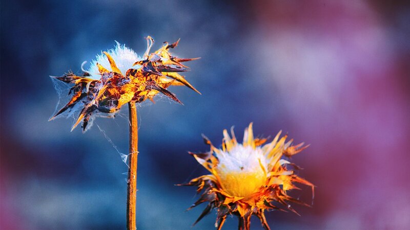 Dried Thistle Flowers — Blue
