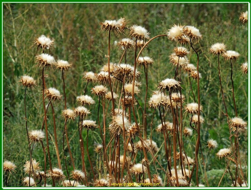 Dried Thistle Flowers — Brown