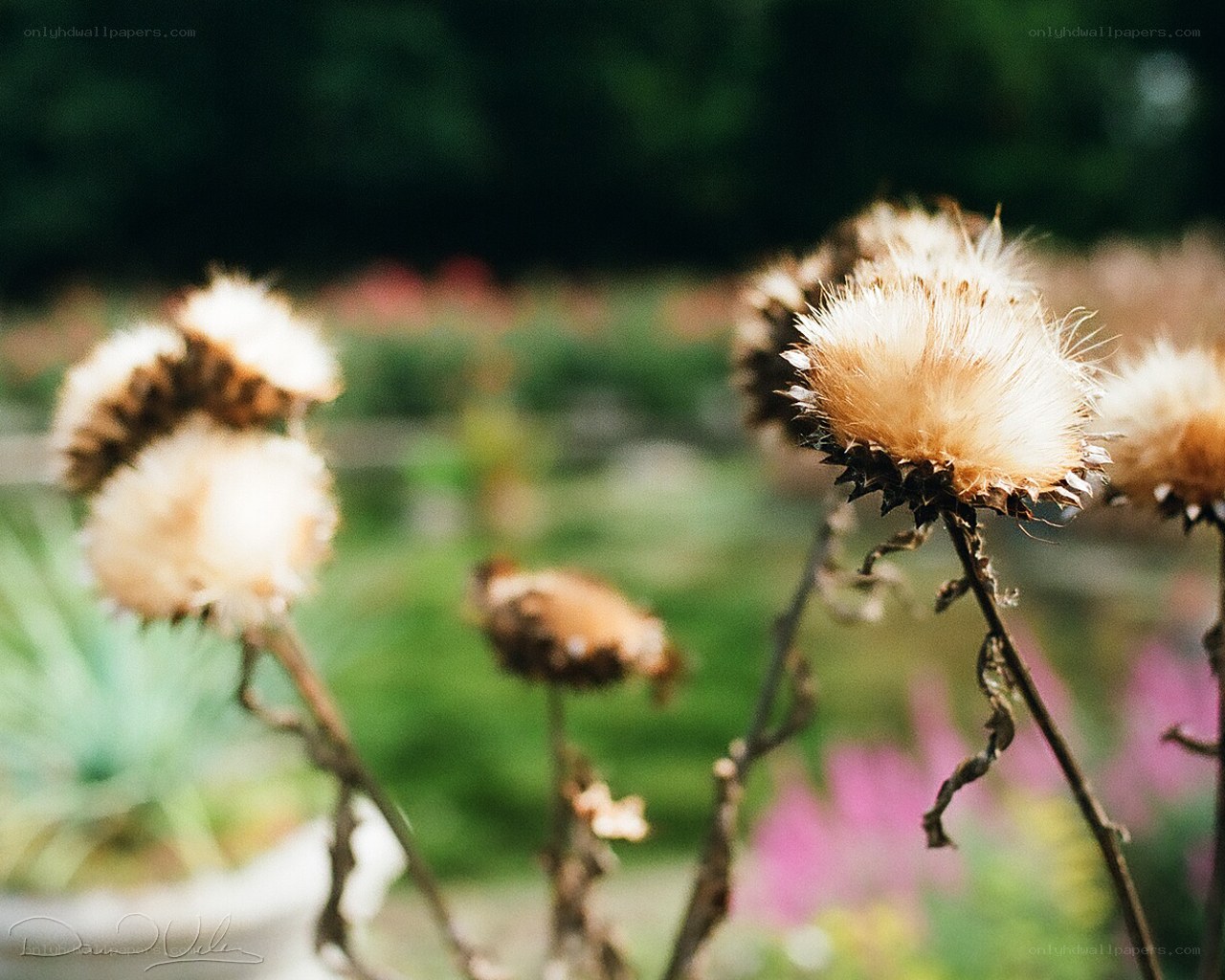 Dried thistle flowers in garden