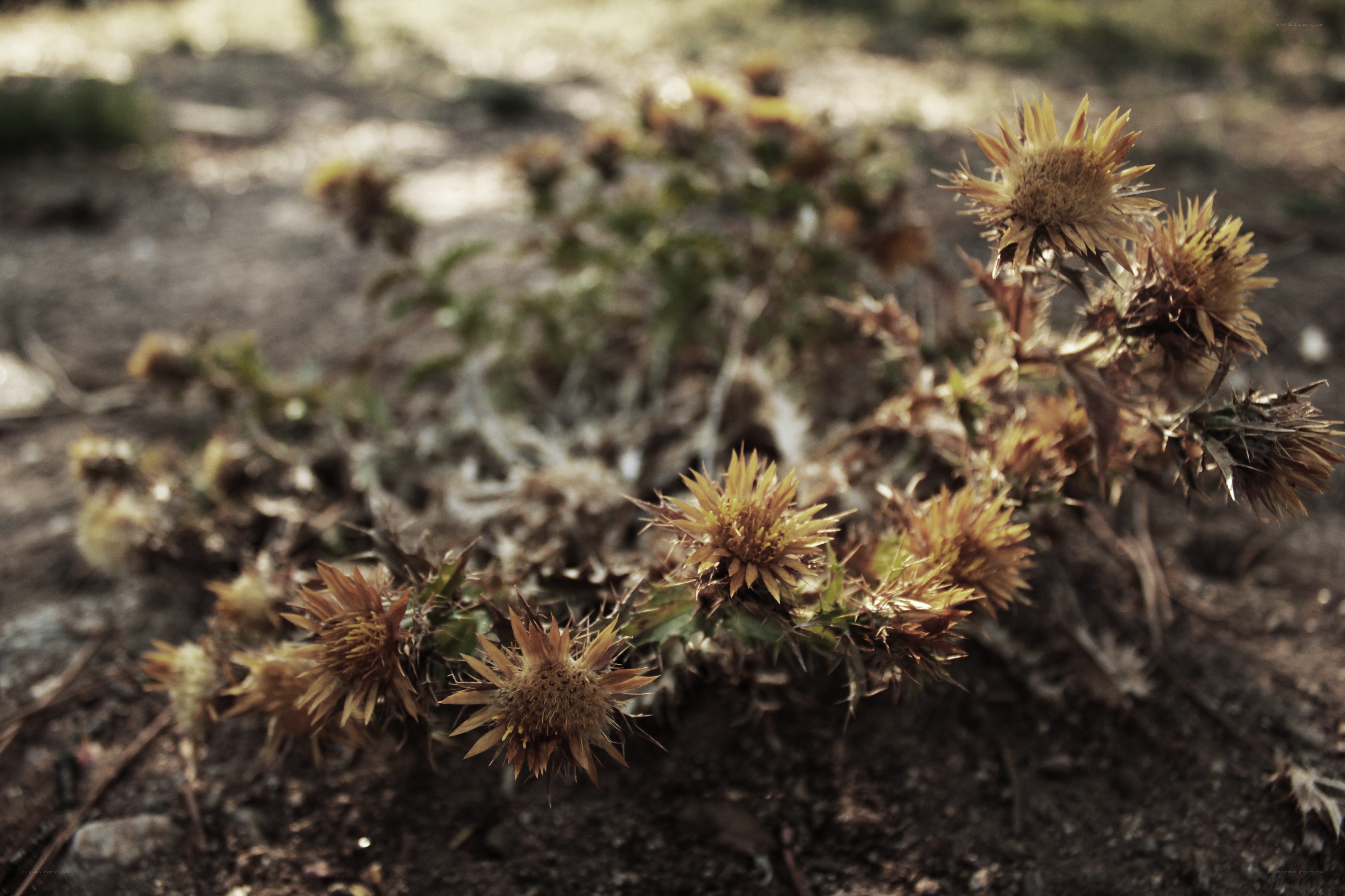 Dried thistle flowers in soil