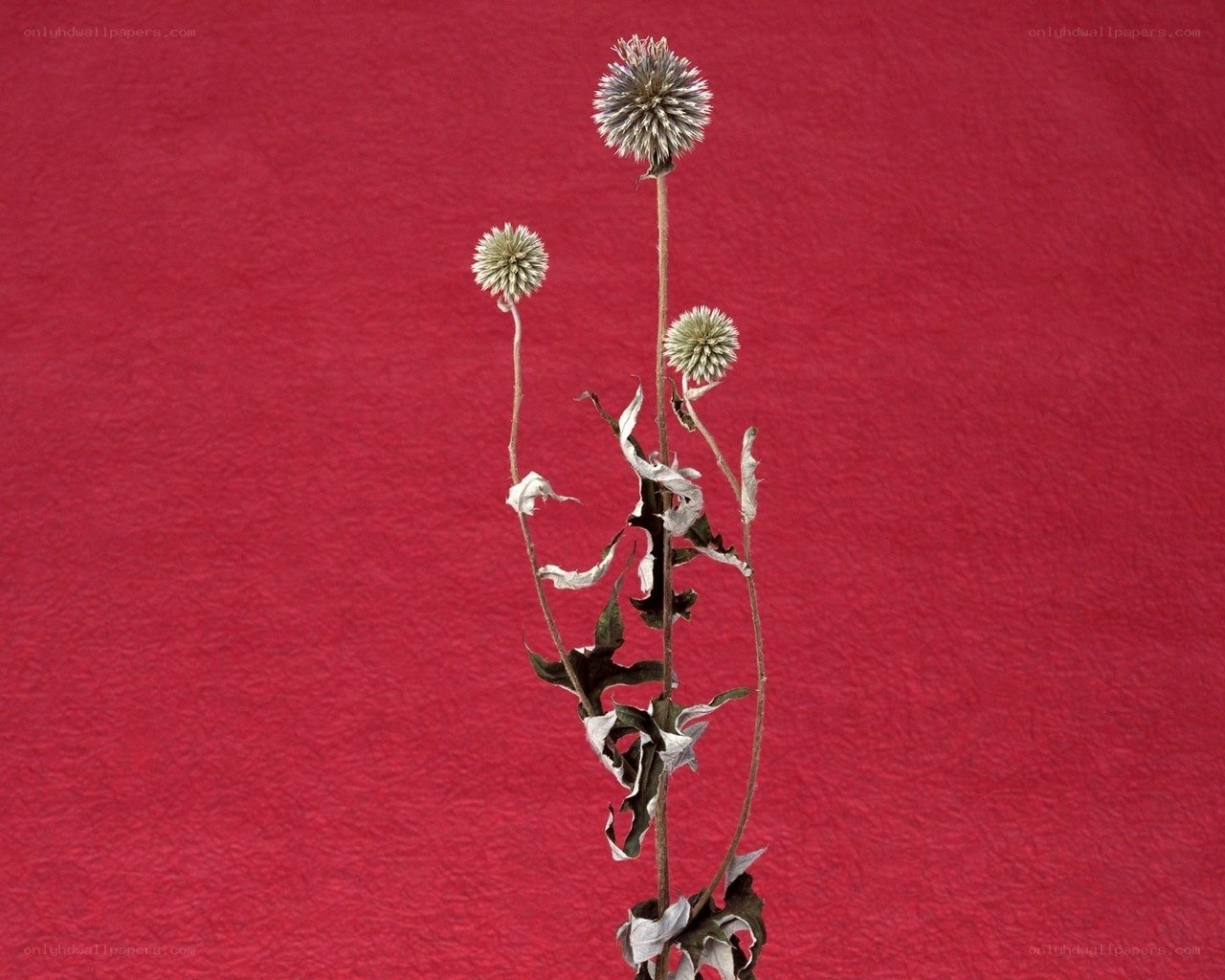 Dried thistle flowers on red