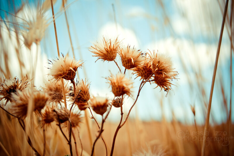 Dried Thistle Flowers