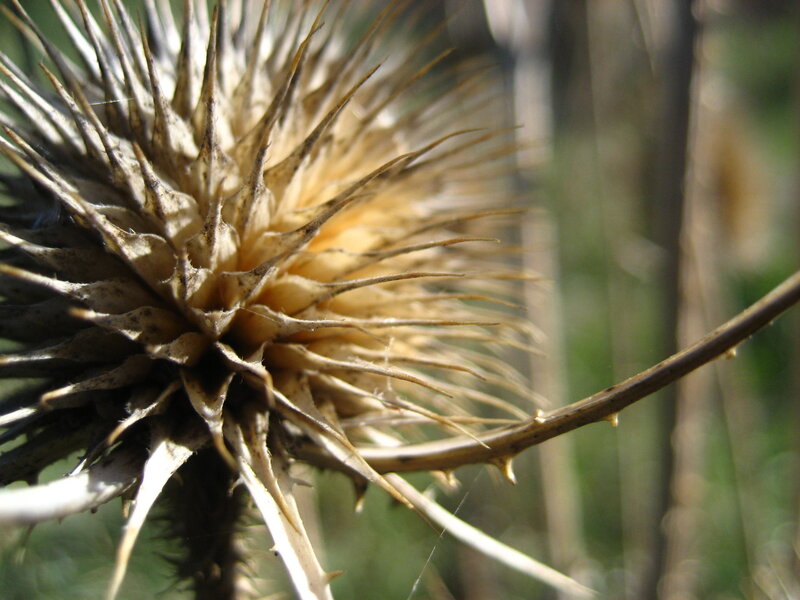 Dried Thistle Head