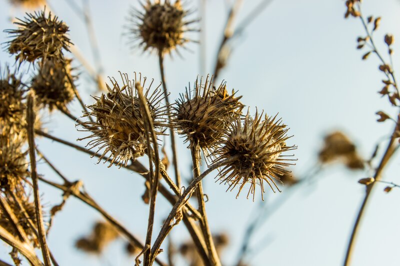 Dried Thistle Heads — Brown