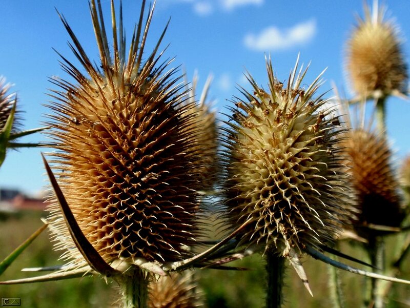 Dried Thistle Heads