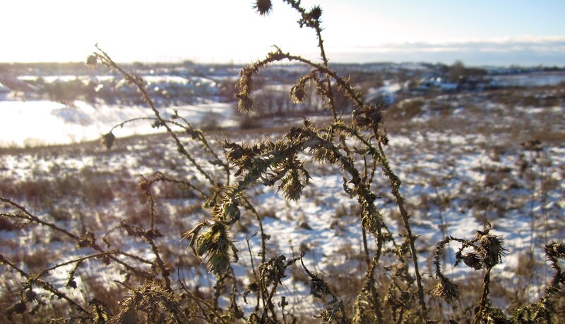 Dried Thistle in Snow