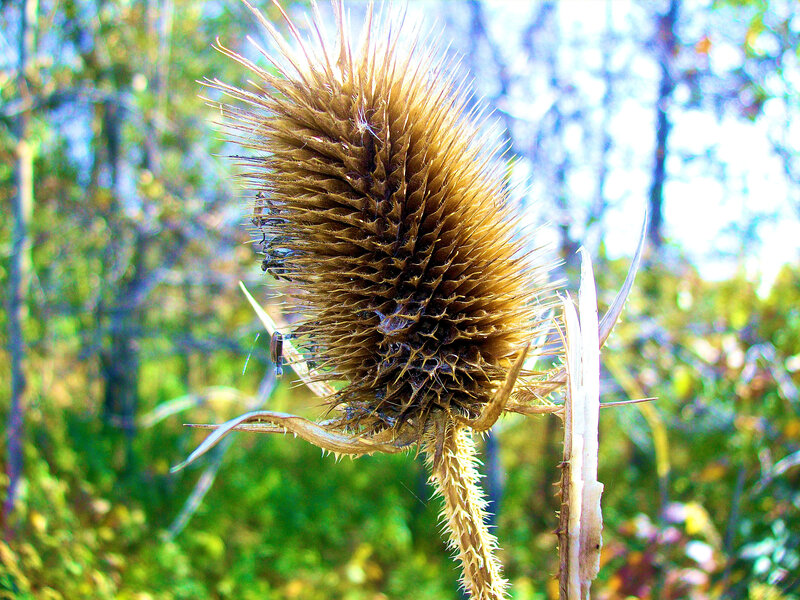 Dried thistle in sunlight