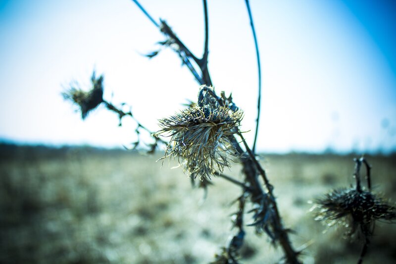 Dried Thistle Plant — Blue