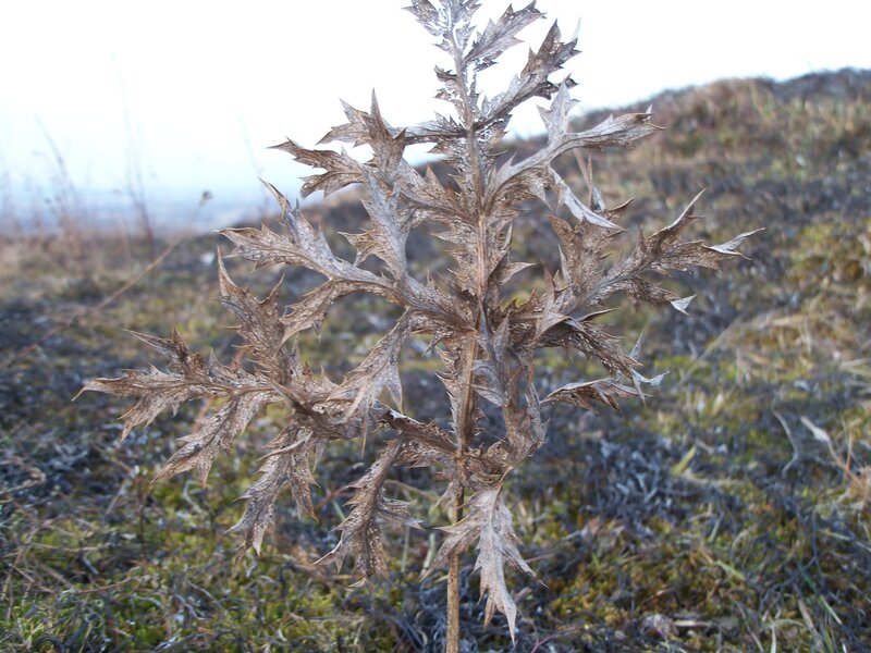 Dried Thistle Plant