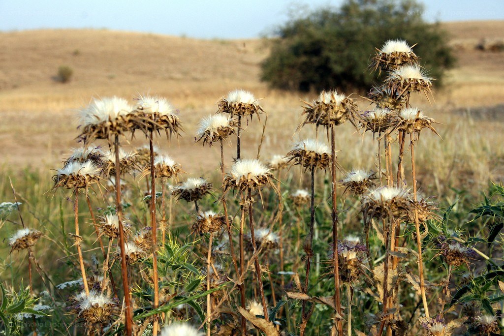 Dried thistle plants in a field