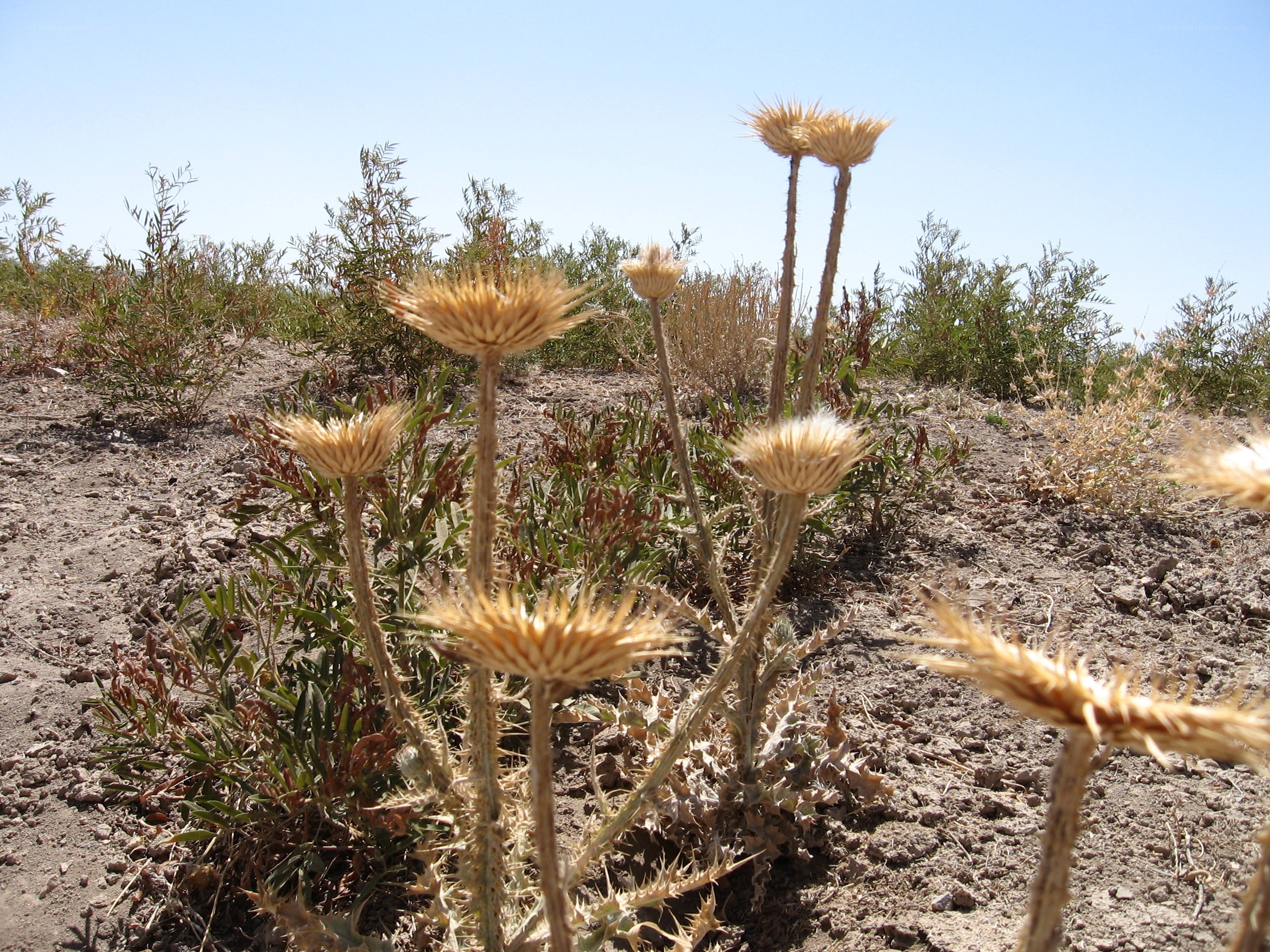 dried thistle plants in desert