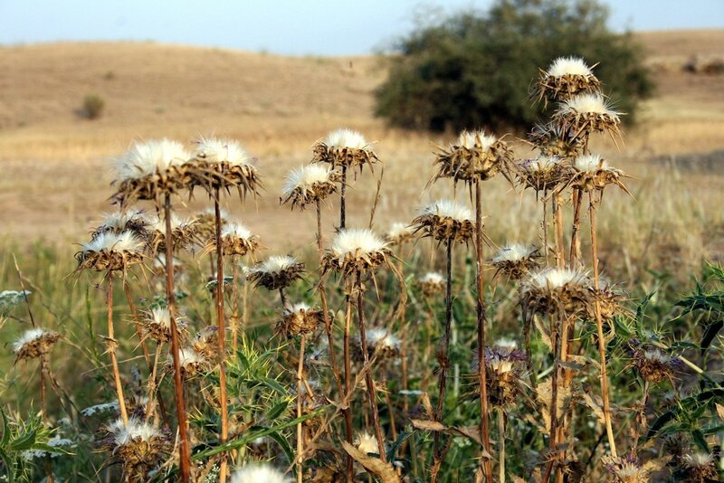 Dried Thistle Plants