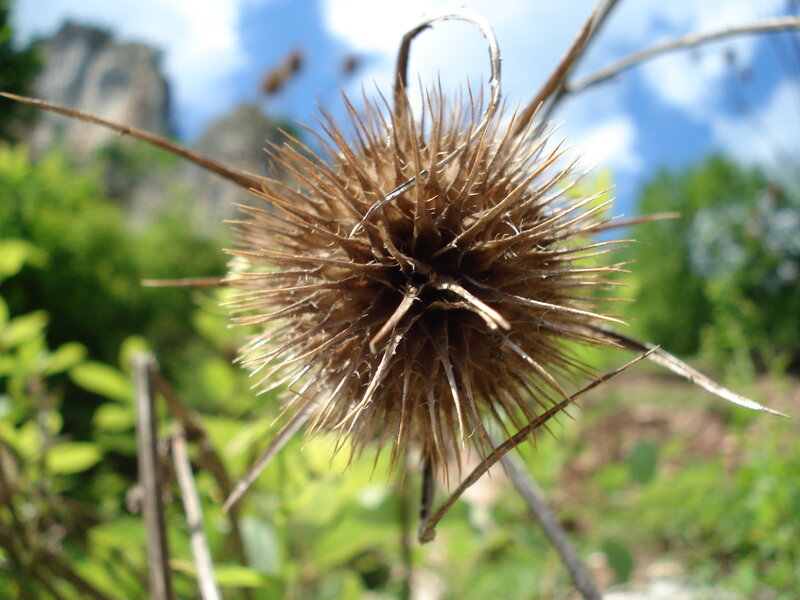 dried thistle seed head