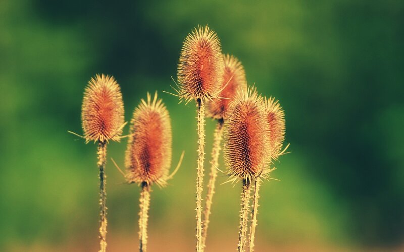 Dried thistle seed heads