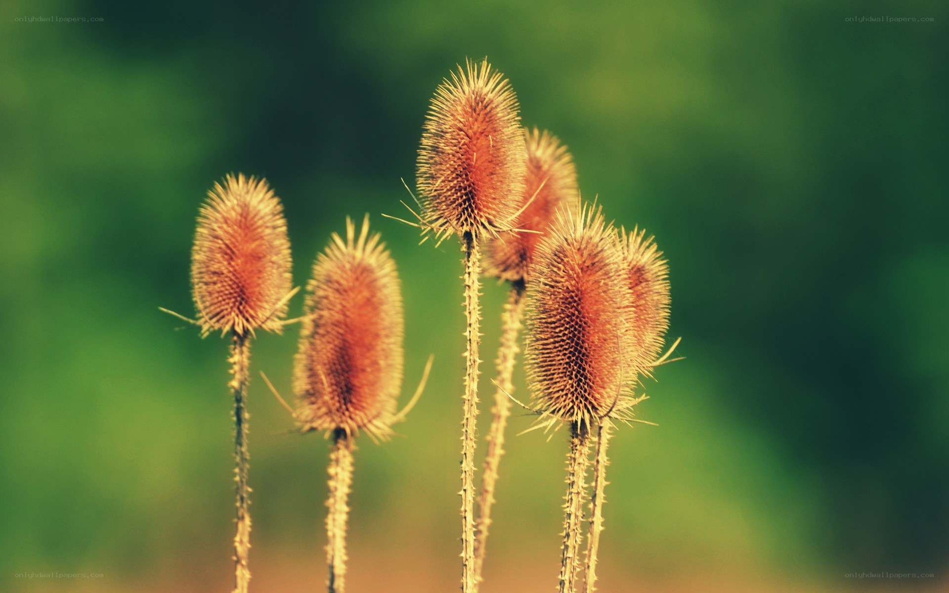 Dried thistle seed heads