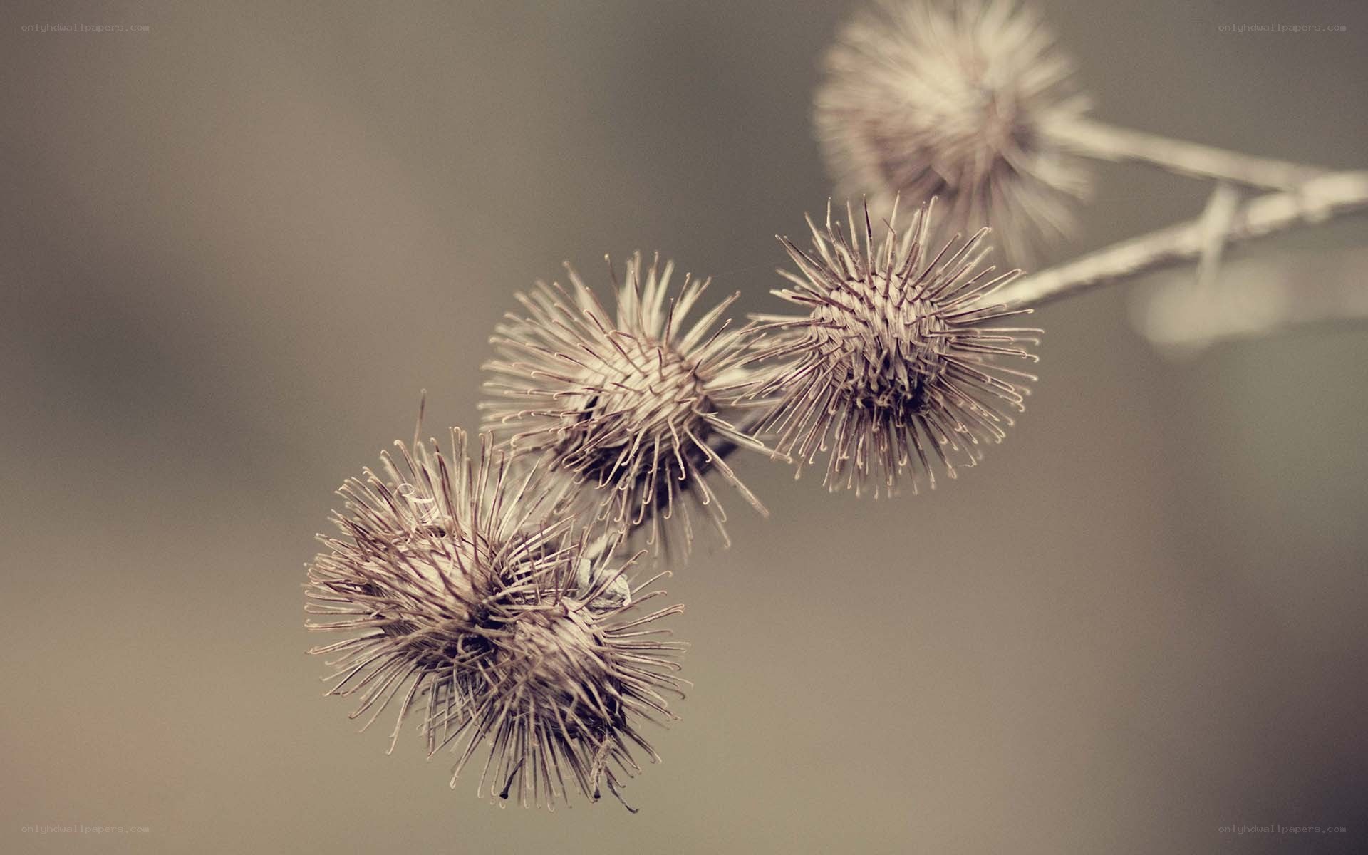 dried thistle seed heads