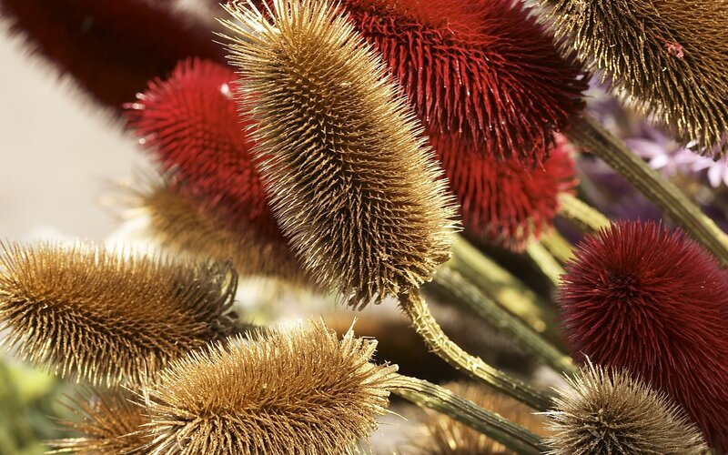 Dried Thistle Seed Heads — Red