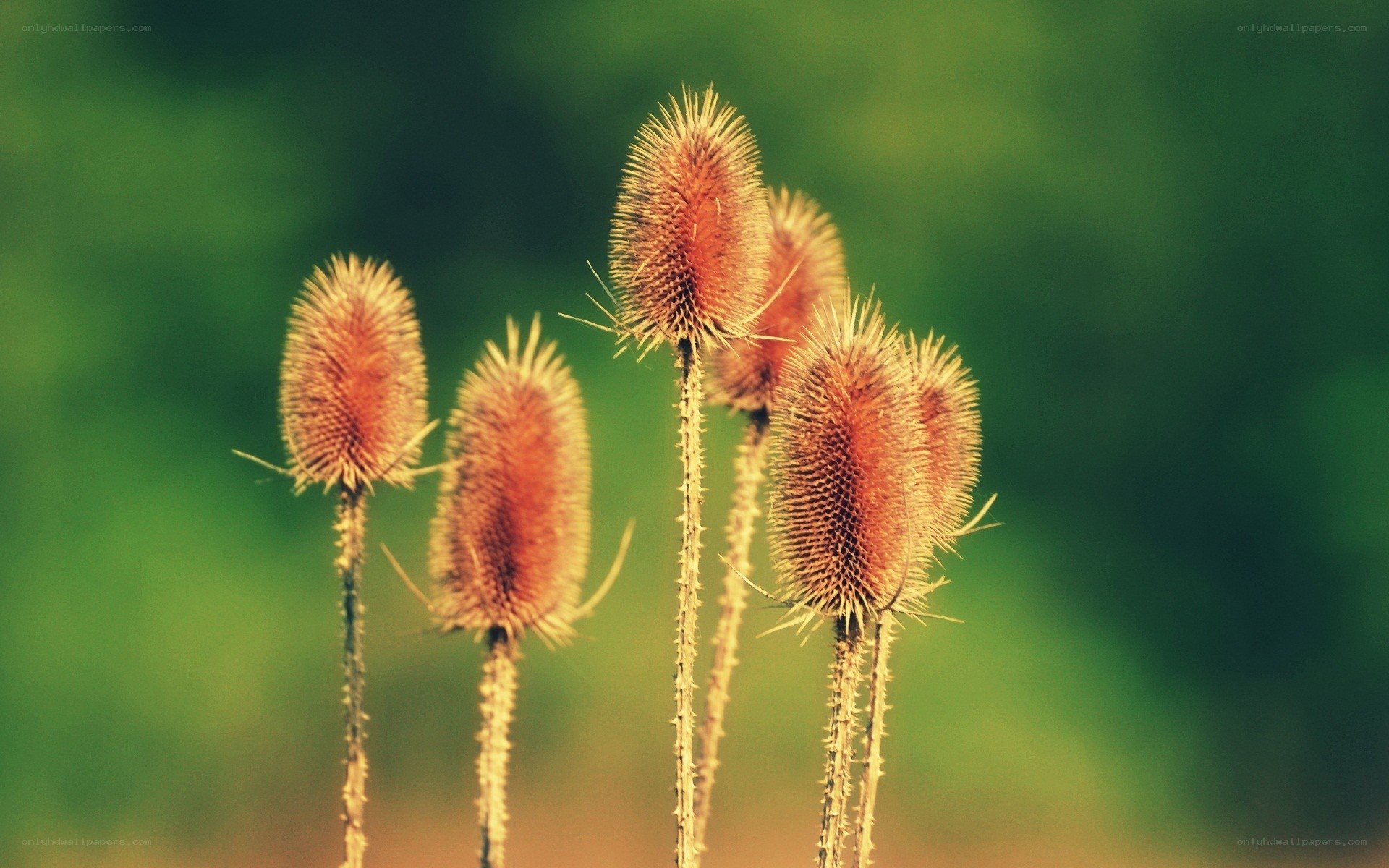 Dried thistle seed heads