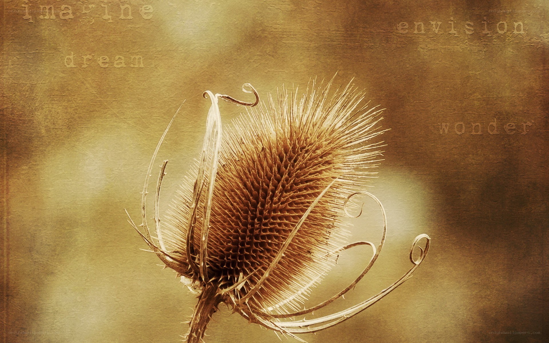 dried thistle with inspirational words