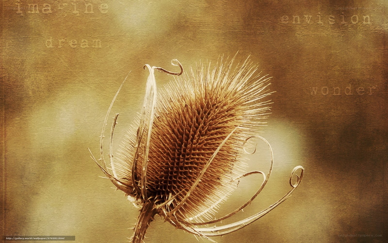 Dried thistle with inspirational words